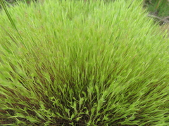 Hordeum marinum