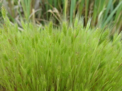 Hordeum marinum