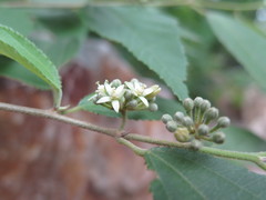 Grewia biloba
