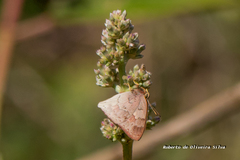 Euselasia thucydides