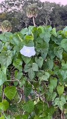 Ipomoea alba