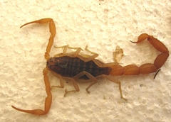 Aegaeobuthus nigrocinctus