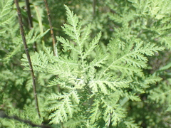 Artemisia afra