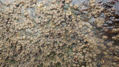 Chthamalus stellatus