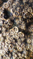 Chthamalus stellatus