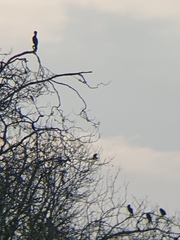 Phalacrocorax carbo