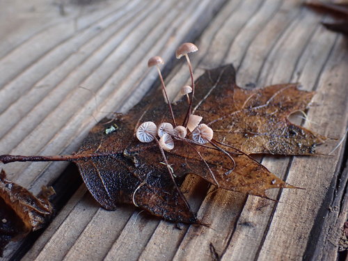 Oak-leaf Pinwheel