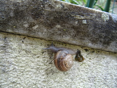 Otala lactea