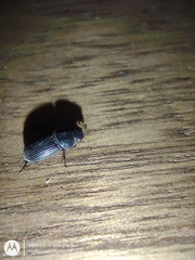 Coleoptera