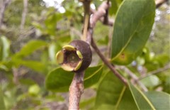 Psidium myrsinites