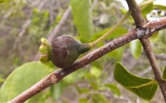 Psidium myrsinites