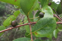 Psidium myrsinites