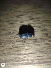 Coleoptera