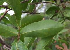 Psidium myrsinites