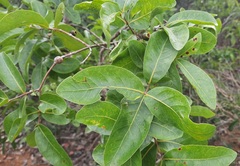 Psidium myrsinites