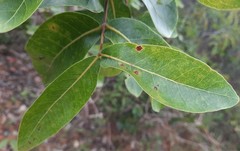 Psidium myrsinites