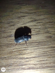 Coleoptera