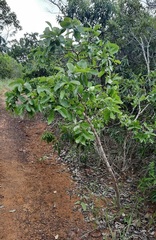 Psidium myrsinites