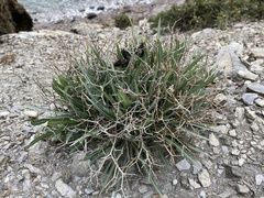 Launaea lanifera
