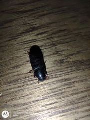 Coleoptera