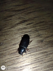 Coleoptera