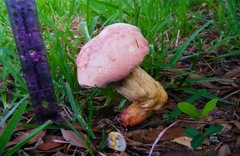 Pulchroboletus rubricitrinus image