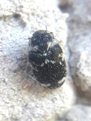 Paranovelsis bitaeniatus