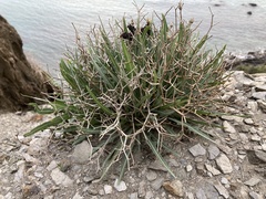 Launaea lanifera