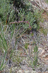 Penstemon cyathophorus