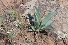 Penstemon cyathophorus