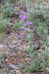 Penstemon cyathophorus