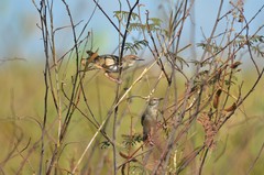 Cisticola bakerorum