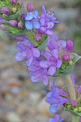 Penstemon cyathophorus
