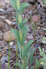 Penstemon cyathophorus