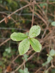 Cistus salviifolius