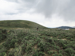 Penstemon cyathophorus