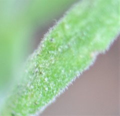 Boechera pendulocarpa