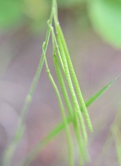 Boechera pendulocarpa