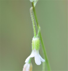 Boechera pendulocarpa