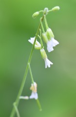 Boechera pendulocarpa