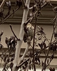 Troglodytes troglodytes