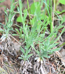 Boechera pendulocarpa