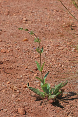 Penstemon osterhoutii