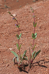 Penstemon osterhoutii