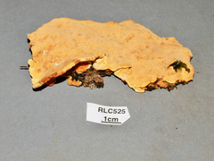 Rigidoporus microporus