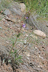 Penstemon osterhoutii