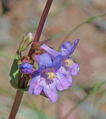 Penstemon osterhoutii