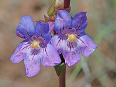 Penstemon osterhoutii
