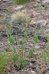 Penstemon osterhoutii