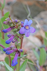 Penstemon osterhoutii